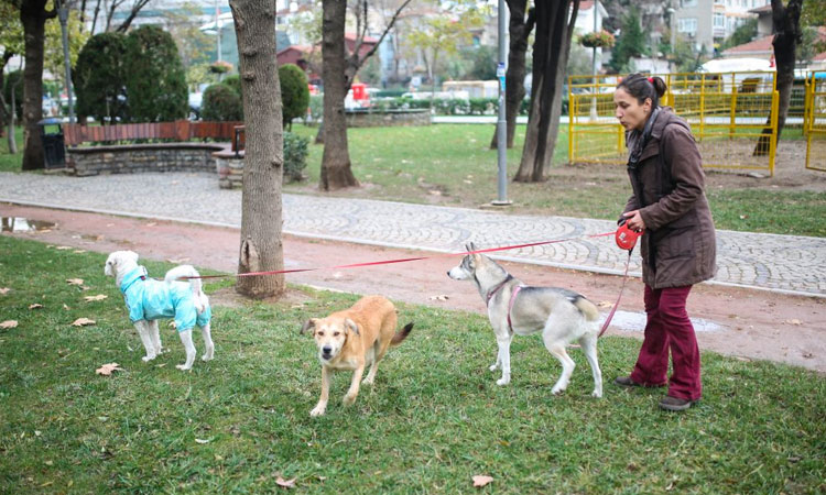 les animaux de la rue istanbul