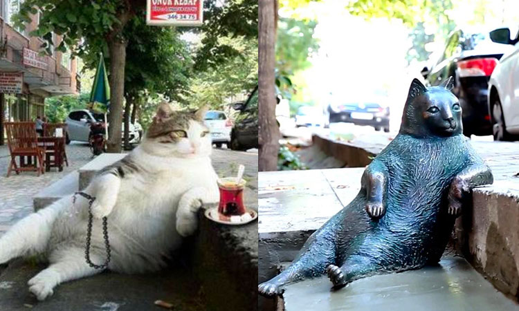 les animaux de la rue Istanbul