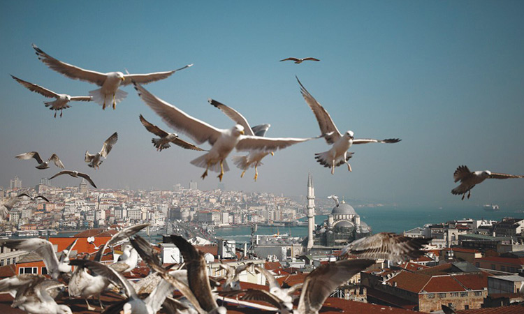 mouettes istanbul