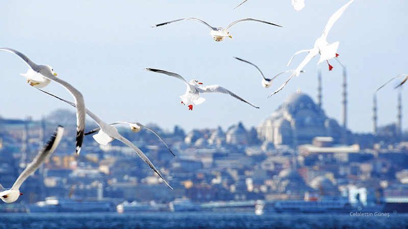 mouettes istanbul